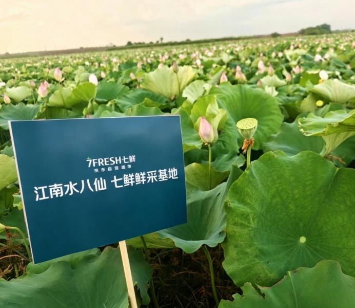 脆、嫩、鲜、甜：京东七鲜用“水八仙”复刻江南夏天的味觉记忆